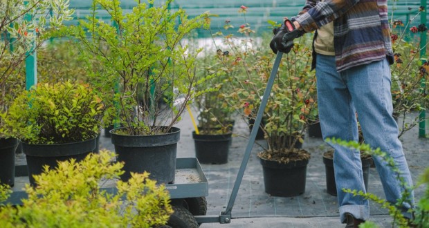 Tips for residential landscaping. Photo: Anna Shvets no Pexels.