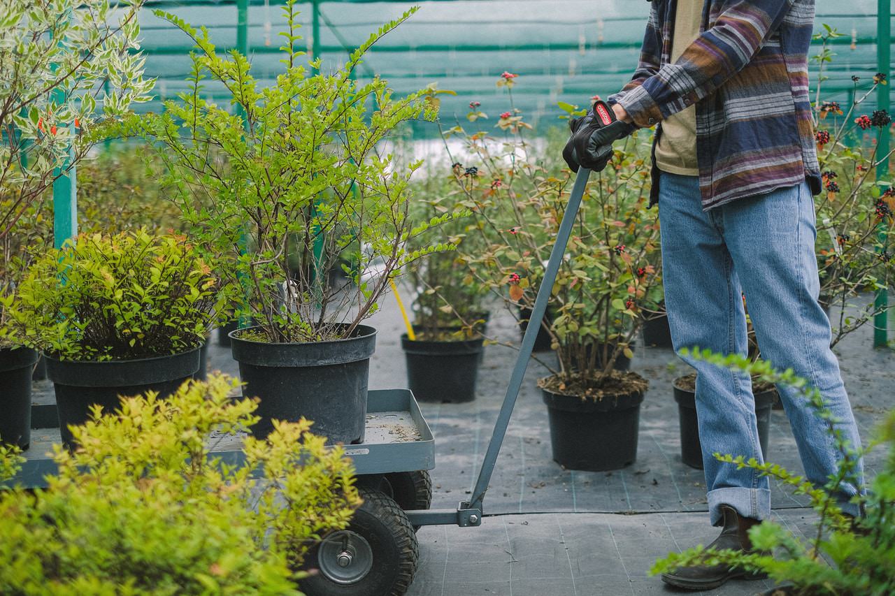 Tips for residential landscaping. Photo: Anna Shvets no Pexels.