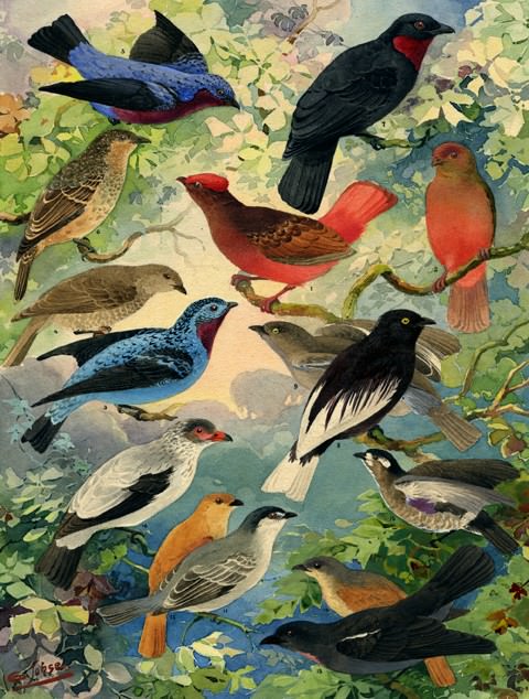 & quot; אנמבס & quot;, ליטוגרפיה עם כמה מאינספור הציפורים האמזונסיות שמקטלגות על ידי אמיליו גולדי. תמונות: גילוי.