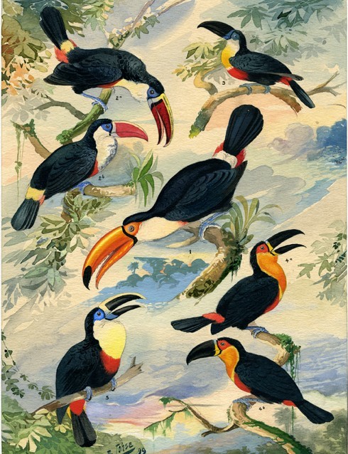 «Tucans», λιθογραφία της έκθεσης της Βραζιλίας Πανίδας και Χλωρίδας, με πουλιά καταλογογραφημένα από τον Emílio Goeldi.