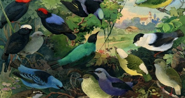 'Uirapurus - Rendeiras - Saís', litografia da mosra Fauna e Flora brasileira, com pássaros catalogados por Emílio Goeldi.