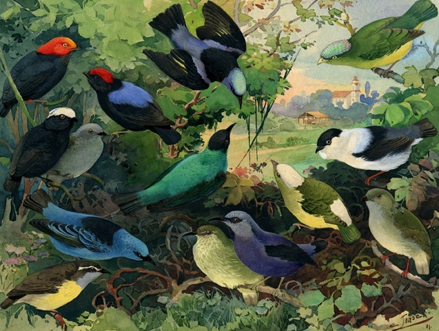 'Uirapurus - Rendeiras - Saís', litografia da mosra Fauna e Flora brasileira, com pássaros catalogados por Emílio Goeldi.