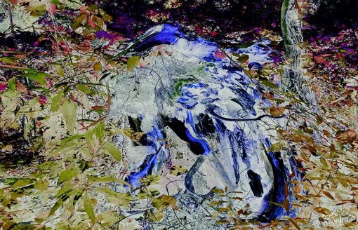 Марсело Бонфа, "Голубой корень". Фото: Раскрытие.