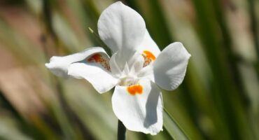 Moreia planta, destaque. Foto de GLEIVE MARCIO RODRIGUES DE SOUZA.