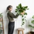 Potted plants are a trend in interior decoration.. Image from rawpixel.com on Freepik.