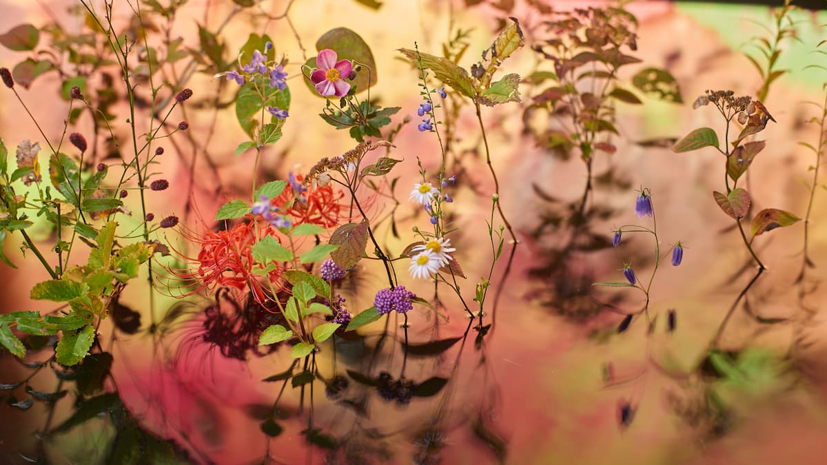 Выставка «СУТЬ: внутренний сад - Атсунобу Катагири».. Фото: Ацунобу Катагири / Раскрытие.