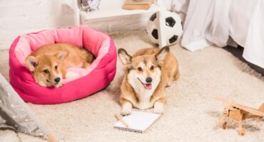 Como transformar seu lar em um espaço pet friendly. Foto: br.depositphotos.com.